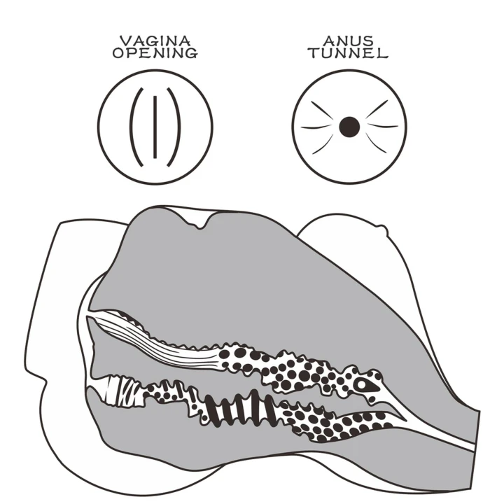 Lalka erotyczna Streetgirl's #7 z innowacyjnym tunelem pochwy, TPE, 33,5 x 25 x 17 cm