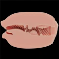 Masturbator dwustronny, naturalny kolor, TPE, wibrujący, 10.3cm długości