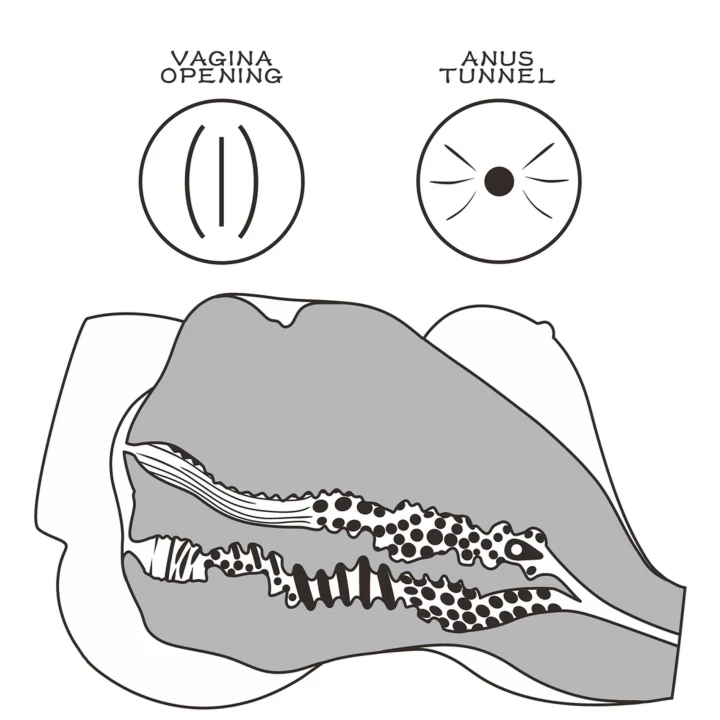 Lalka TPE Streetgirl z ergonomicznym tunelami, 13,2